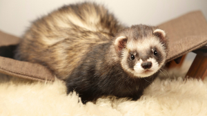 Illustration : "Quels sont les accessoires indispensables pour adopter un furet ?"