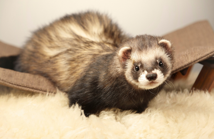 Quels sont les accessoires indispensables pour adopter un furet ?