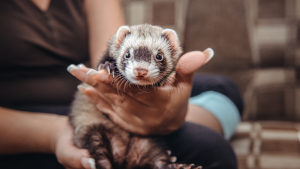 Illustration : "Comment manipuler et caresser son furet ?"