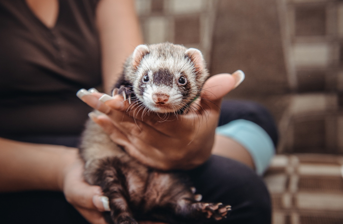 Comment manipuler et caresser son furet ?