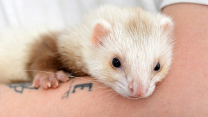 Illustration : "Que faut-il savoir avant d’adopter un furet ?"