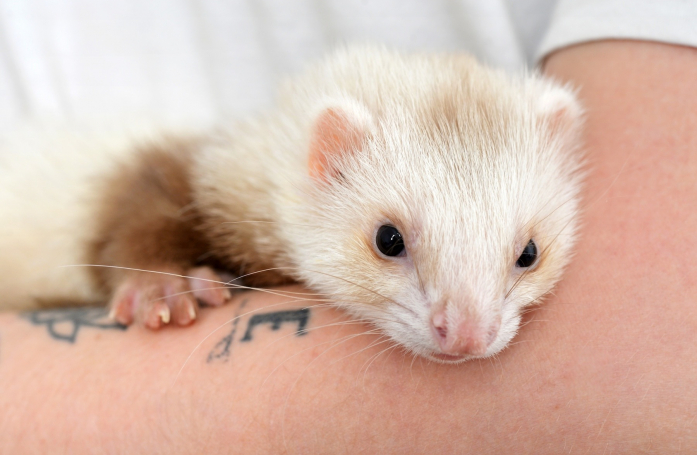 Que faut-il savoir avant d’adopter un furet ?