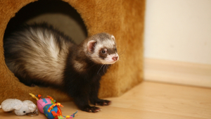 Illustration : "Comment faire garder son furet pendant les vacances ?"