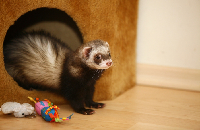 Comment faire garder son furet pendant les vacances ?