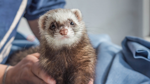 Illustration : "Comment prendre soin d’un furet adopté ?"
