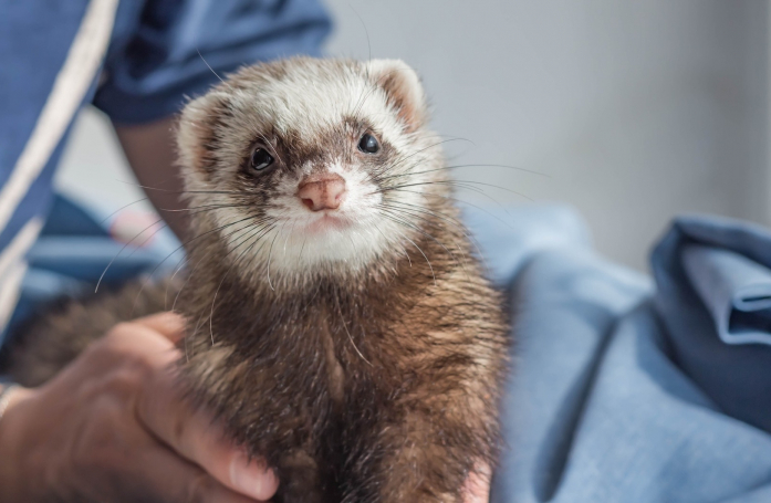 Comment prendre soin d’un furet adopté ?