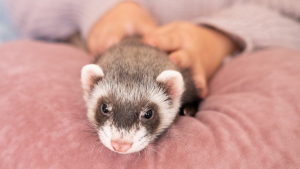 Illustration : "Pourquoi faire vacciner son furet ?"