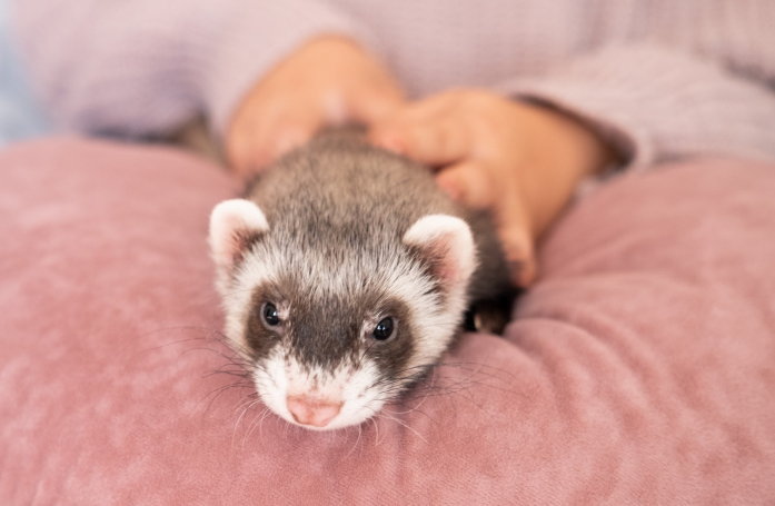 Pourquoi faire vacciner son furet ?