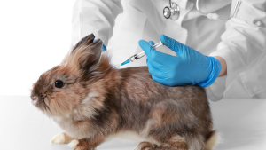Illustration : "Pourquoi faire vacciner son lapin ?"