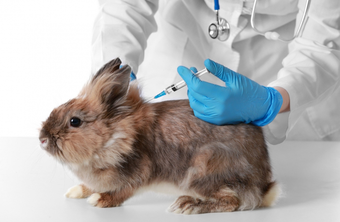 Pourquoi faire vacciner son lapin ?