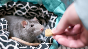 Illustration : "Comment faire garder son rat pendant les vacances ?"