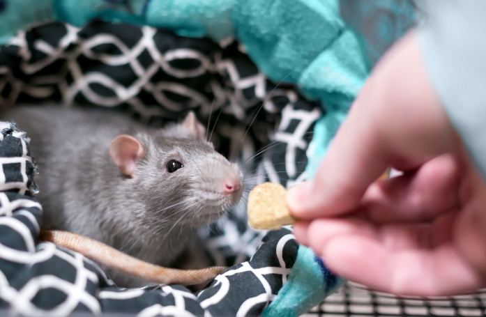 Comment faire garder son rat pendant les vacances ?