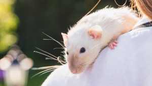 Illustration : "Comment prendre soin d’un rat adopté ?"