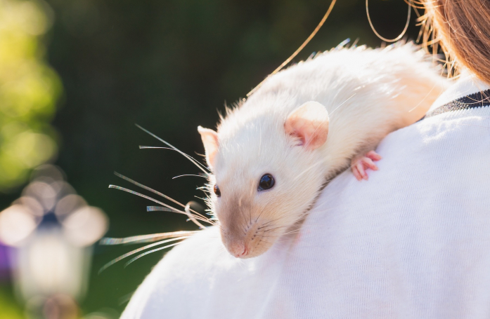 Comment prendre soin d’un rat adopté ?