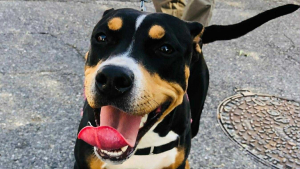 Illustration : "Utilisée jeune pour la reproduction, cette chienne maltraitée découvre les joies de l'adoption grâce à sa bienfaitrice"