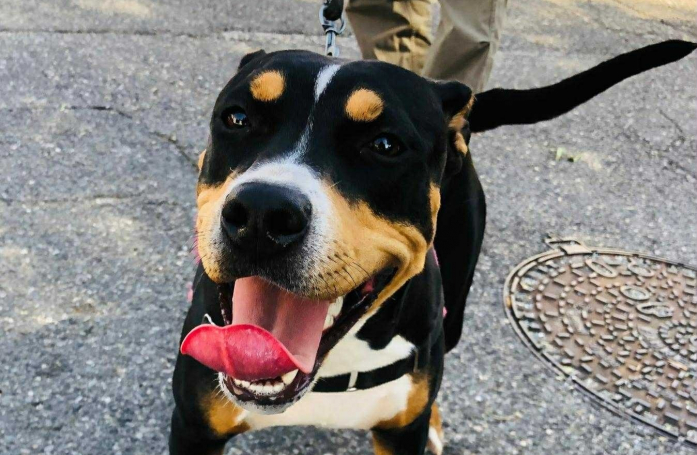 Utilisée jeune pour la reproduction, cette chienne maltraitée découvre les joies de l'adoption grâce à sa bienfaitrice