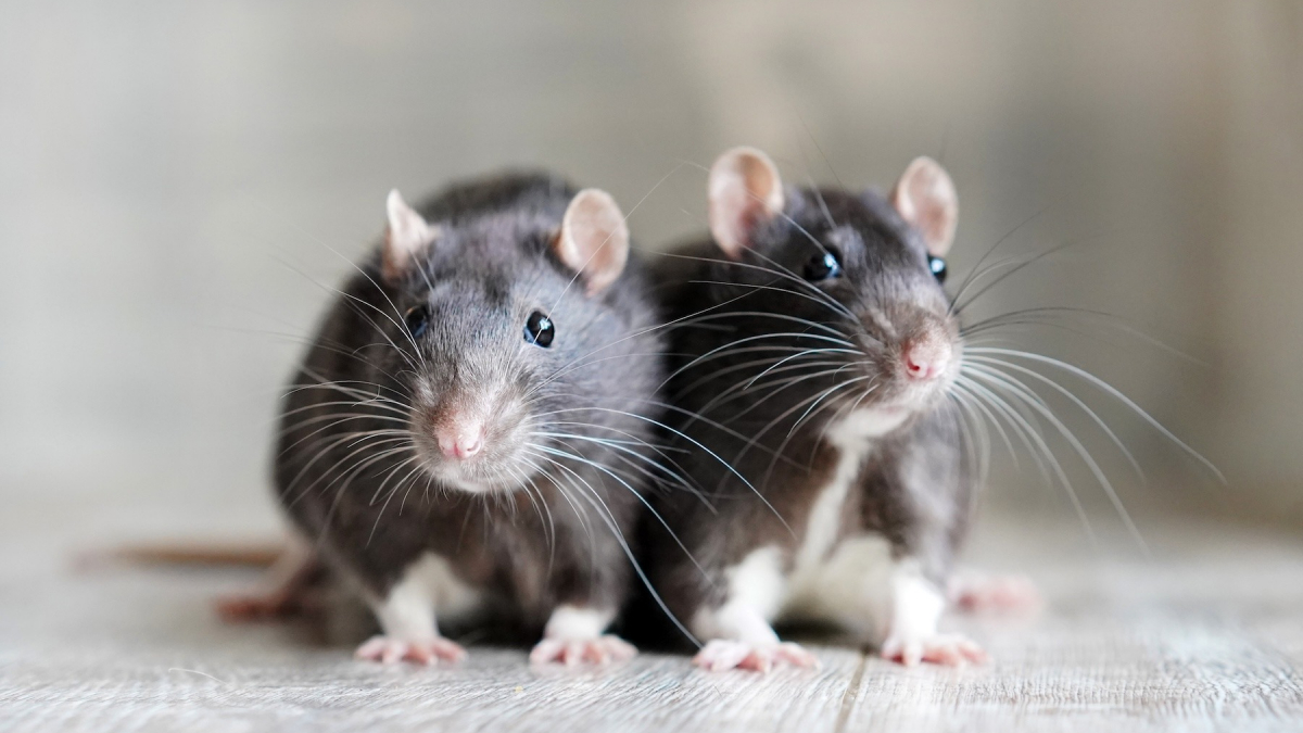 Adopter un rat : quel budget pour son adoption