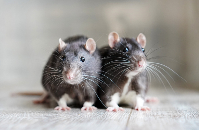 Combien coûte l’adoption d’un rat ?