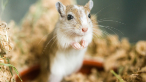 Illustration : "Comment faire garder sa gerbille pendant les vacances ?"