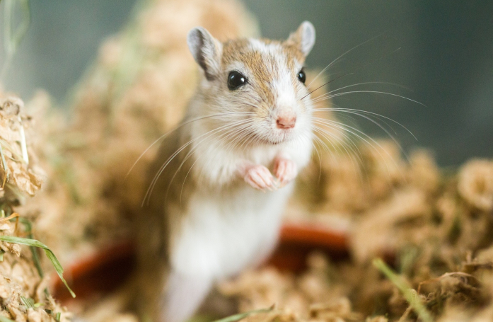 Comment faire garder sa gerbille pendant les vacances ?