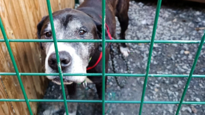 Illustration : "Sauvé de la fourrière, Vidocq, gentil géant de 12 ans, rêve d’un foyer calme et aimant pour ses vieux jours"