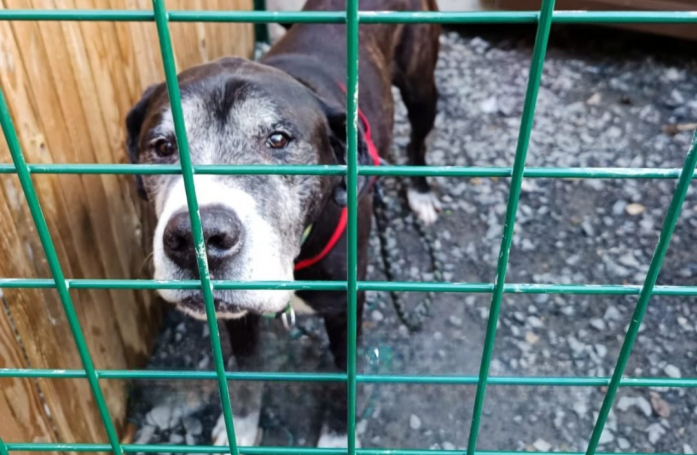 Sauvé de la fourrière, Vidocq, gentil géant de 12 ans, rêve d’un foyer calme et aimant pour ses vieux jours