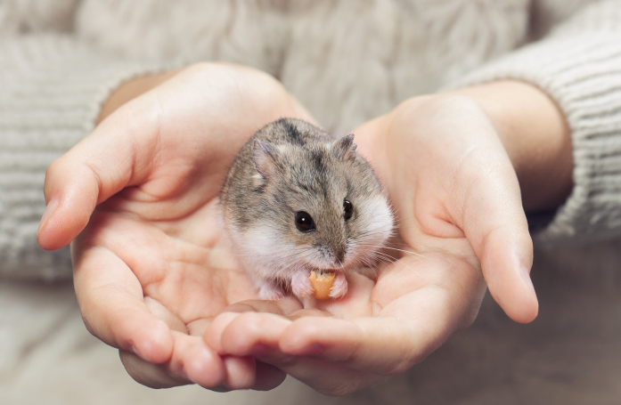 Comment faire garder son hamster pendant les vacances ?