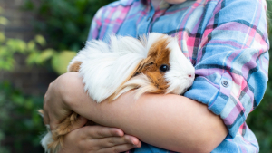 Illustration : "Comment faire garder son cochon d'Inde pendant les vacances ?"