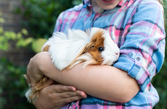 Comment faire garder son cochon d'Inde pendant les vacances ?