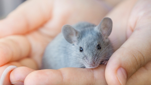 Illustration : "Comment faire garder sa souris pendant les vacances ?"