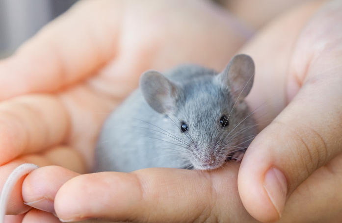 Comment faire garder sa souris pendant les vacances ?