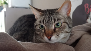 Illustration : "Depuis trop longtemps oubliée, Yoko est une tendre minette qui espère chaque jour qu’une famille saura voir au-delà de sa timidité"