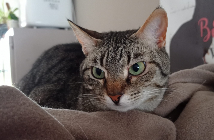 Depuis trop longtemps oubliée, Yoko est une tendre minette qui espère chaque jour qu’une famille saura voir au-delà de sa timidité