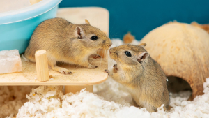 Illustration : "Comment adopter une gerbille ?"