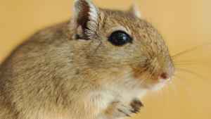 Illustration : "Combien coûte l’adoption d’une gerbille ?"