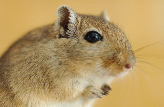 Combien coûte l’adoption d’une gerbille ?