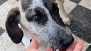 Illustration : "Frappé à la tête à l’âge de 2 mois parce qu’il cherchait de la nourriture, ce jeune chien attend des adoptants aimants"