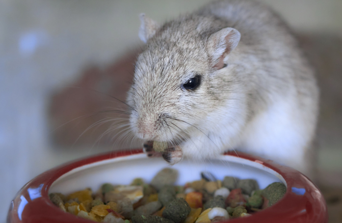 Comment nourrir une gerbille adoptée en refuge ?