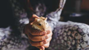 Illustration : "Comment manipuler et caresser sa gerbille ?"