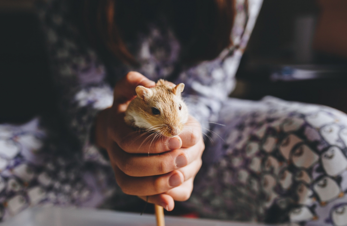 Comment manipuler et caresser sa gerbille ?
