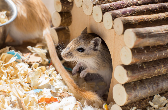 Que faut-il savoir avant d’adopter une gerbille ?