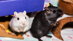 Illustration : "Comment prendre soin d’une gerbille adoptée ?"