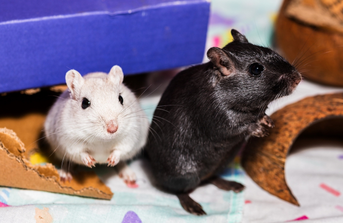 Comment prendre soin d’une gerbille adoptée ?