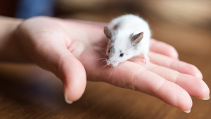 Illustration : "Comment adopter une souris ?"