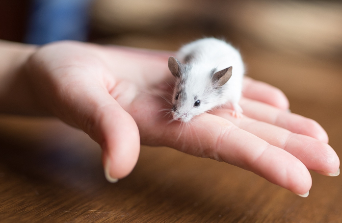 Comment adopter une souris ?