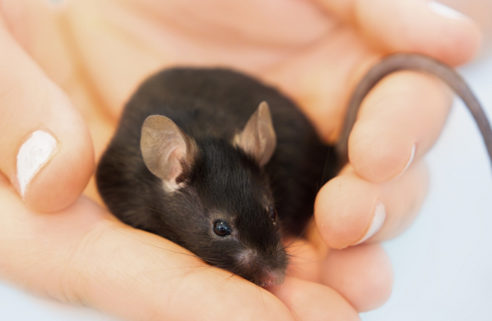 Combien coûte l’adoption d’une souris ?