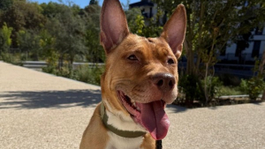 Illustration : "Rejetée par tous et enfermée dans un couloir, la douce Scarla attend aujourd’hui la famille qui lui offrira enfin un vrai foyer "