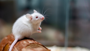 Illustration : "Quels sont les accessoires indispensables pour adopter une souris ?"