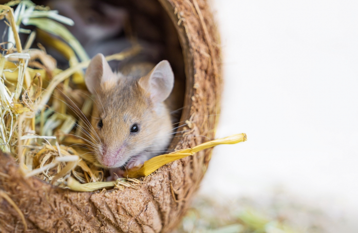 Comment nourrir une souris adoptée en refuge ?