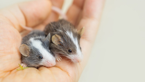 Illustration : "Comment manipuler et caresser sa souris ?"